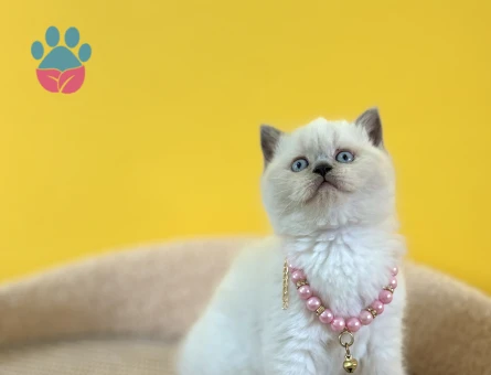 2 Aylık British Shorthair Blue Point Kızımız - 8344 - Görsel 3