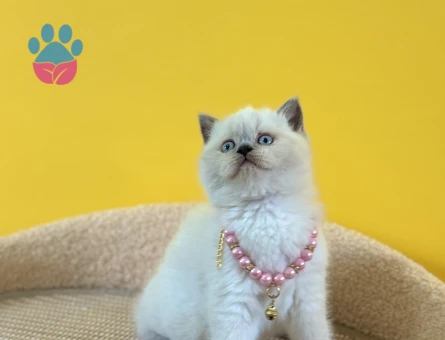 2 Aylık British Shorthair Blue Point Kızımız - 8344