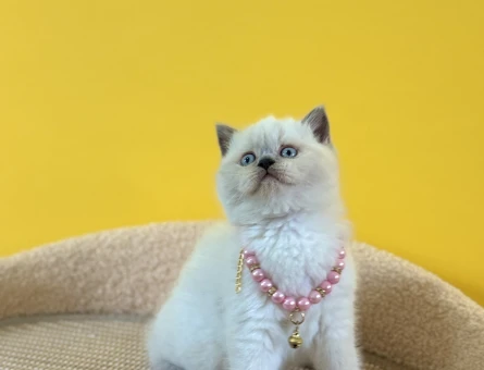 2 Aylık British Shorthair Blue Point Kızımız - 8344