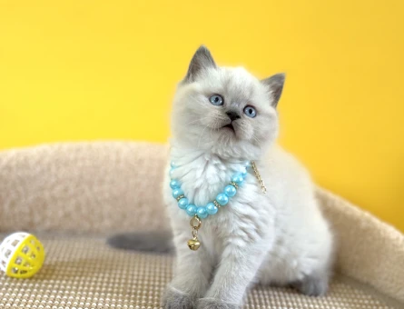 British Shorthair Yakışıklı Oğlumuz 2 Aylık - 8346
