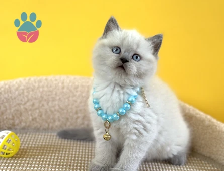 British Shorthair Yakışıklı Oğlumuz 2 Aylık - 8346 - Görsel 3