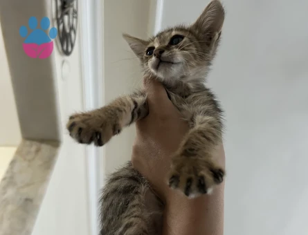 Minicik Tekir Kedi - 8345