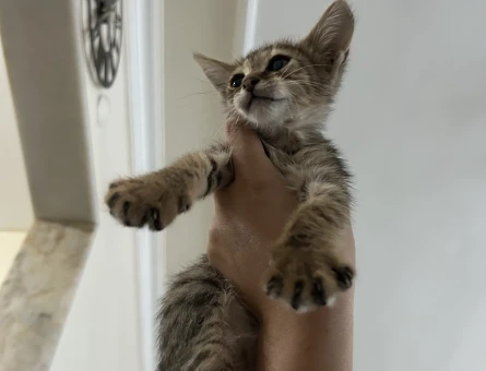Minicik Tekir Kedi - 8345