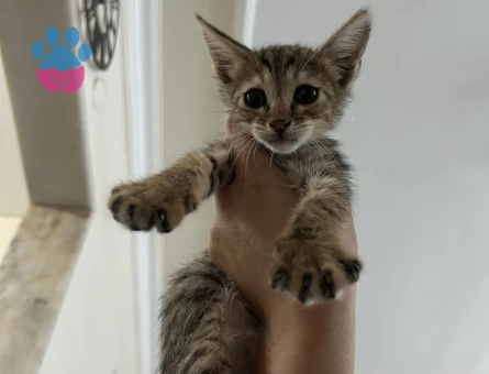 Minicik Tekir Kedi - 8345 - Görsel 4