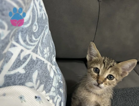Minicik Tekir Kedi - 8345 - Görsel 5
