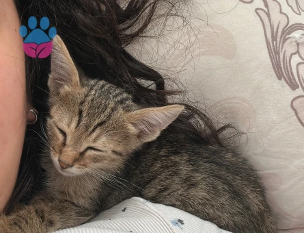 Minicik Tekir Kedi - 8345 - Görsel 3