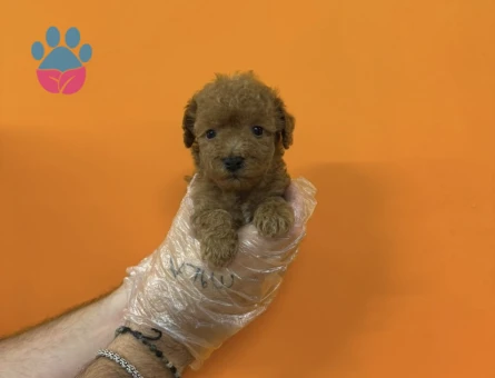 TEACUP TOY POODLE YAVRULARIMIZ - 8348