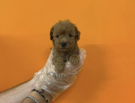 TEACUP TOY POODLE YAVRULARIMIZ - 8348