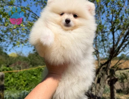 ÜST DÜZEY POMERANİAN YAVRULARIMIZ - 8349 - Görsel 4