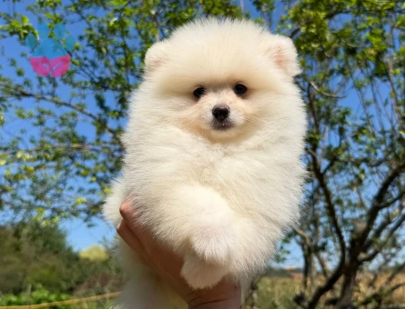ÜST DÜZEY POMERANİAN YAVRULARIMIZ - 8349 - Görsel 3