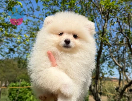 ÜST DÜZEY POMERANİAN YAVRULARIMIZ - 8349 - Görsel 5