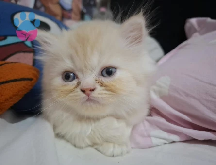 Yavru kedi sahiplendirme - 8353 - Görsel 3