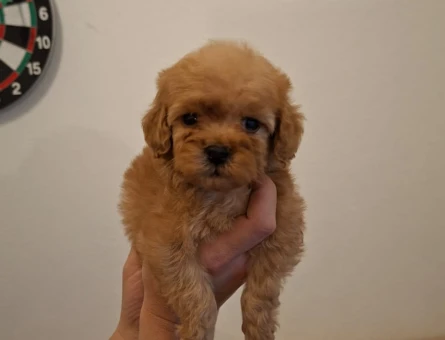 F1 ve f2 maltipoo bebekler yeni evini bekliyor - 8354