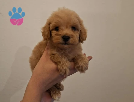 F1 ve f2 maltipoo bebekler yeni evini bekliyor - 8354 - Görsel 4