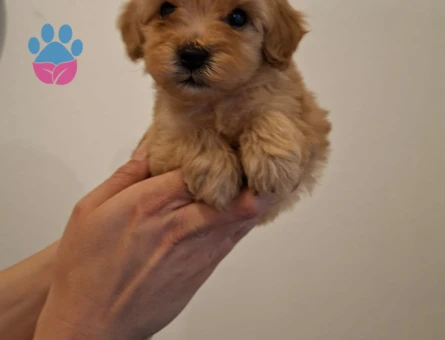 F1 ve f2 maltipoo bebekler yeni evini bekliyor - 8354 - Görsel 5
