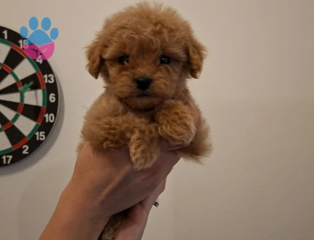 F1 ve f2 maltipoo bebekler yeni evini bekliyor - 8354 - Görsel 3
