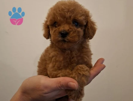 0 VE 1 NUMARA TOY POODLE BEBEKLER - 8355