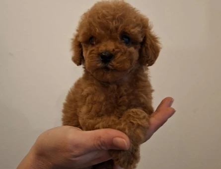 0 VE 1 NUMARA TOY POODLE BEBEKLER - 8355
