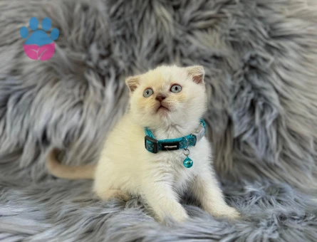 Scottish Fold Bluepoint Erkek - 8357 - Görsel 2