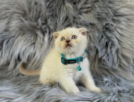 Scottish Fold Bluepoint Erkek - 8357