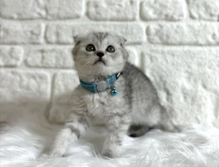 Scottish Fold Longhair Erkek 2 Aylık - 8358