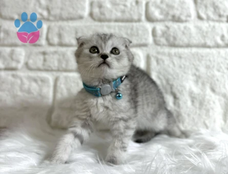Scottish Fold Longhair Erkek 2 Aylık - 8358 - Görsel 3