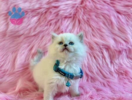 Erkek British Longhair 2 Aylık Yavrumuzt - 8359 - Görsel 3