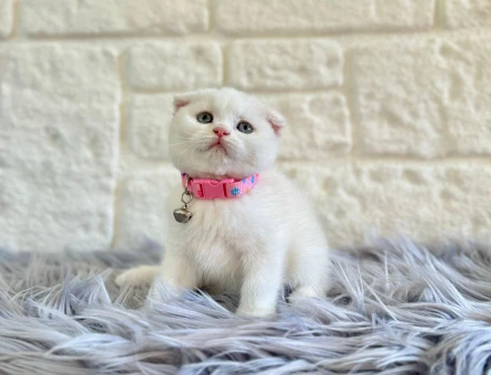 2 Aylık Scottish Fold Beyaz Dişi 2 Aylık - 8360
