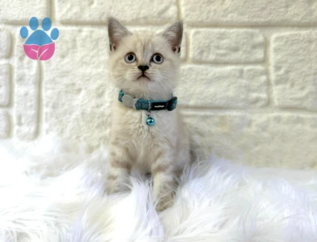 Lynx Point British Shorthair Erkekt - 8362 - Görsel 2