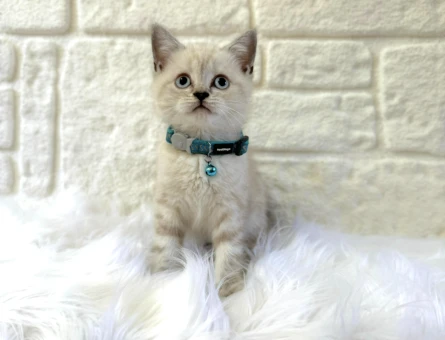 Lynx Point British Shorthair Erkekt - 8362