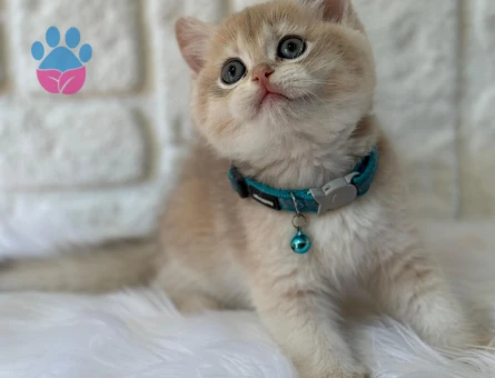 British shorthair Sıcak Kremsi Yavrumuz - 8364 - Görsel 2