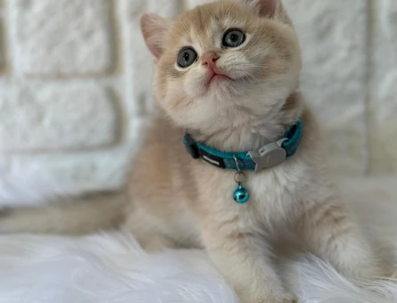 British shorthair Sıcak Kremsi Yavrumuz - 8364