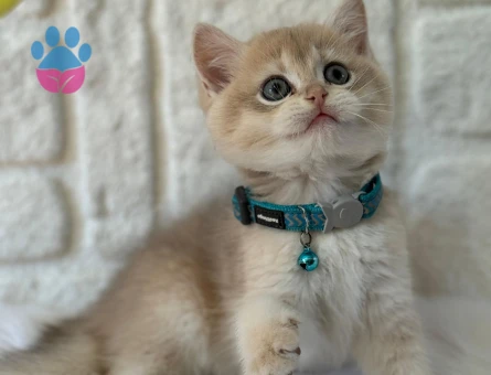British shorthair Sıcak Kremsi Yavrumuz - 8364 - Görsel 3
