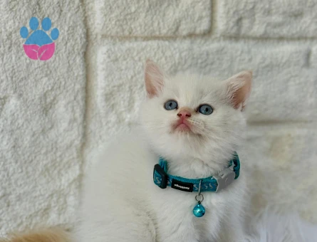 British Shorthair Beyaz Erkek Bebeğimiz - 8366 - Görsel 2