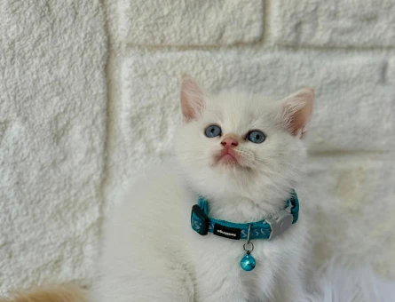British Shorthair Beyaz Erkek Bebeğimiz - 8366