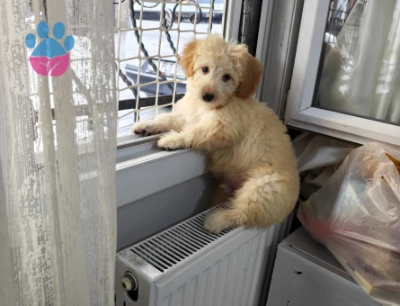 3 buçuk aylık maltipo - 8365