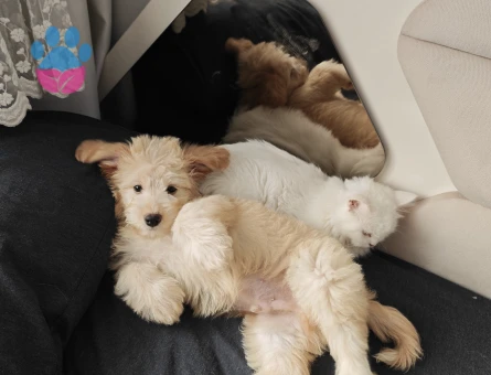 3 buçuk aylık maltipo - 8365 - Görsel 3
