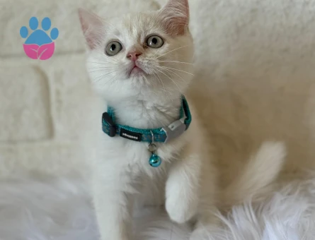 British Shorthair Point Yavrumuz 2 Aylık - 8368 - Görsel 2