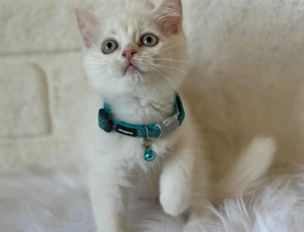 British Shorthair Point Yavrumuz 2 Aylık - 8368