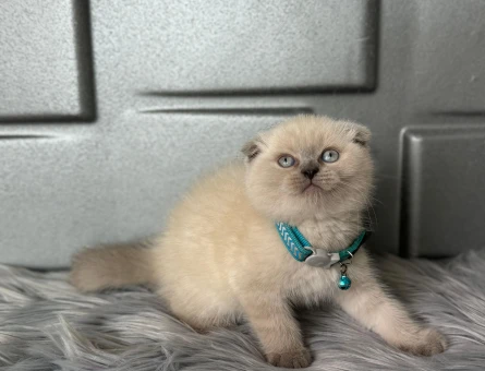 Scottish Fold 2 Aylık Bluepoint - 8369