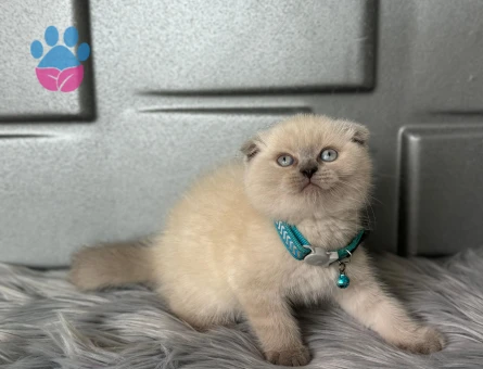 Scottish Fold 2 Aylık Bluepoint - 8369 - Görsel 3