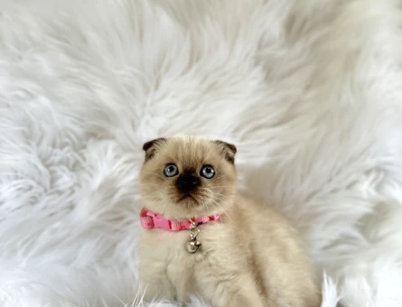 Scottish Fold Çikolata Point Dişi Yavrumuz - 8370