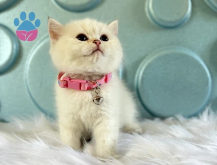 British shorthair Blue point Dişi Yavrumuz - 8371 - Görsel 3