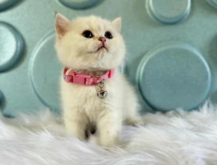 British shorthair Blue point Dişi Yavrumuz - 8371