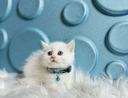 Masmavi Gözleri İle British Shorthair Erkek - 8372