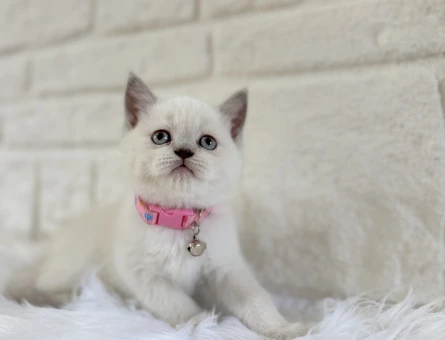 Dişi 2 Aylık British Shorthair Point - 8373