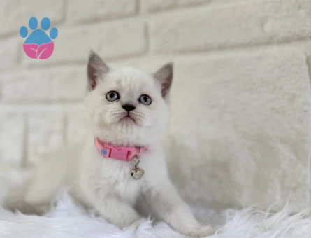 Dişi 2 Aylık British Shorthair Point - 8373 - Görsel 3