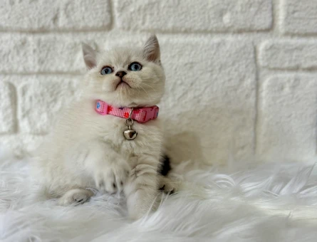 British Shorthair 2 Aylık Bebeğimiz - 8374
