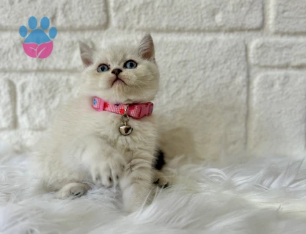 British Shorthair 2 Aylık Bebeğimiz - 8374 - Görsel 3