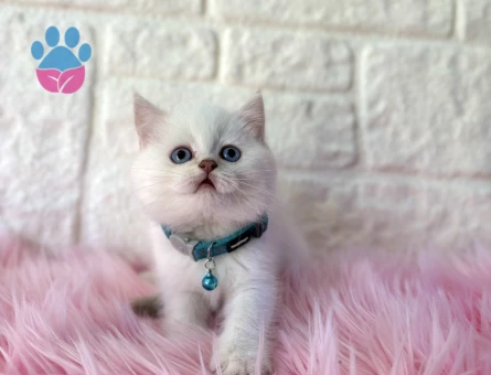 Büyüleyici Güzellik British Shorthair Beyaz - 8375 - Görsel 3